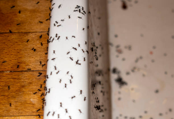 Best Pest Control Near Me  in Lipatria, CA
