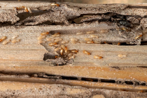 Best Best Pest Control Companies  in Lipatria, CA