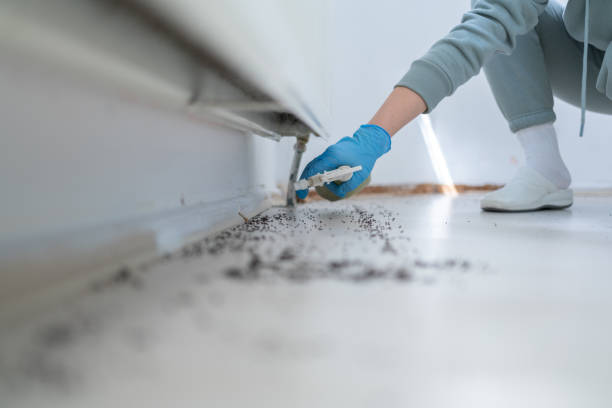 Best Spider Control Near Me  in Lipatria, CA